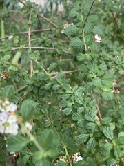 Lippia micromera, photograph (c) Dairon Cuevas Riveras, some rights reserved (CC BY-SA)