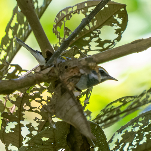 Golden-winged Warbler (Vermivora chrysoptera), photo 3