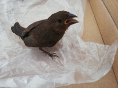 Cyanocompsa parellina