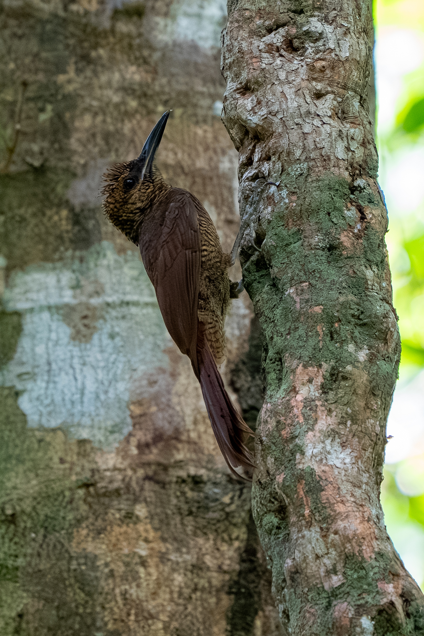 Northern Barred Woodcreeper (Dendrocolaptes sanctithomae), photo 7
