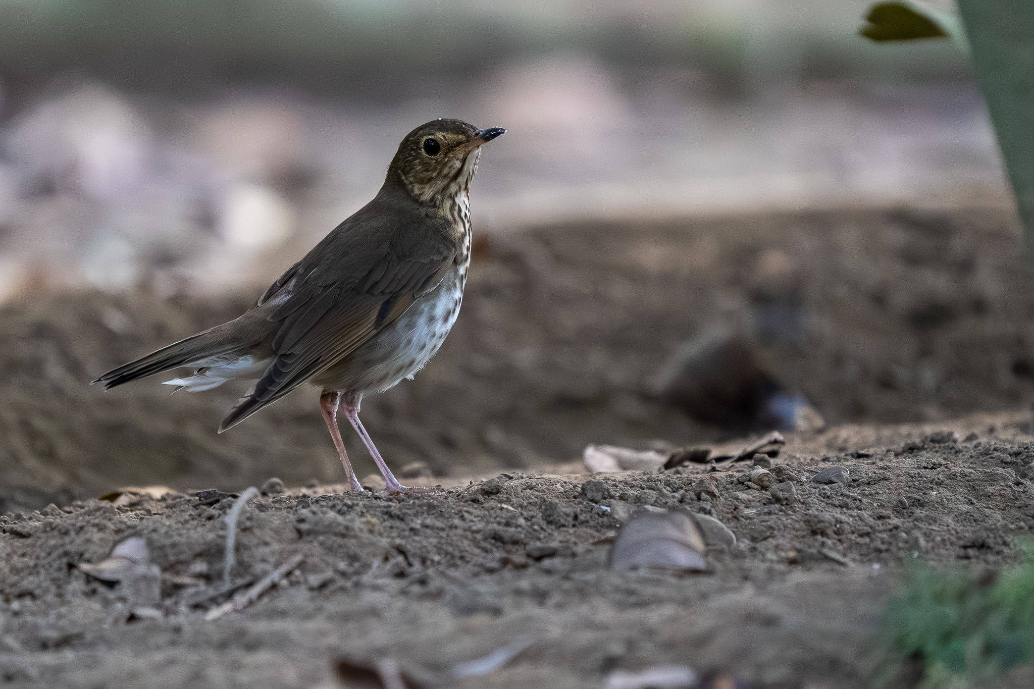 Swainson's Thrush (Catharus ustulatus), photo 2