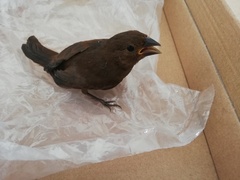 Cyanocompsa parellina