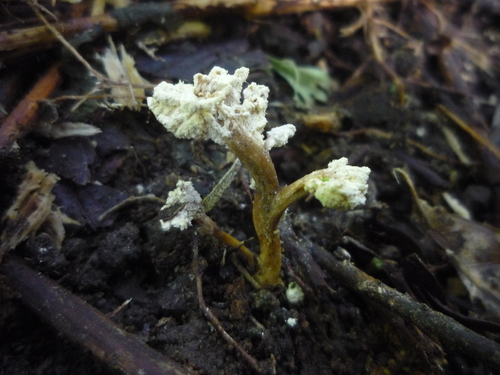 Cordyceps cicadae