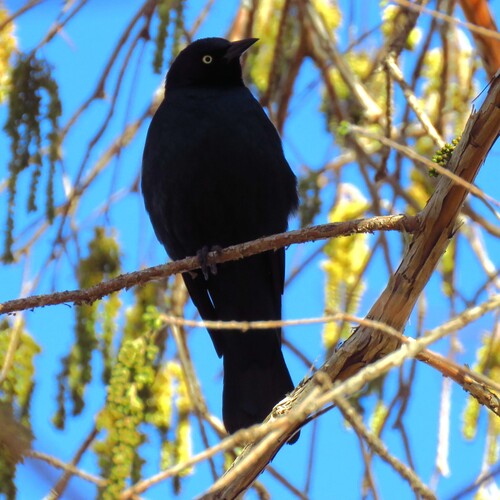 Brewer's Blackbird (Euphagus cyanocephalus), photo 6