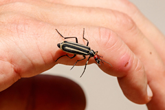 Epicauta erythrocephala