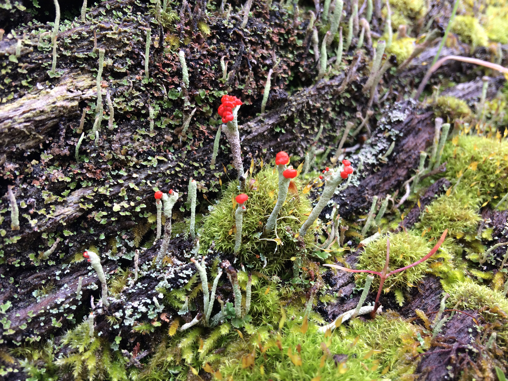 Cladonia macilenta image