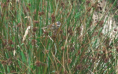 Zonotrichia capensis