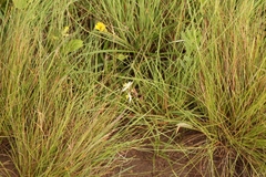 Chlorophytum cooperi