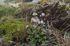 Valeriana adscendens