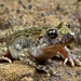 Moroccan Midwife Toad - Photo (c) Gert Jan Verspui, some rights reserved (CC BY-SA), uploaded by Gert Jan Verspui