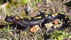Salamandra algira splendens