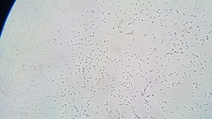 Saccharomycetes