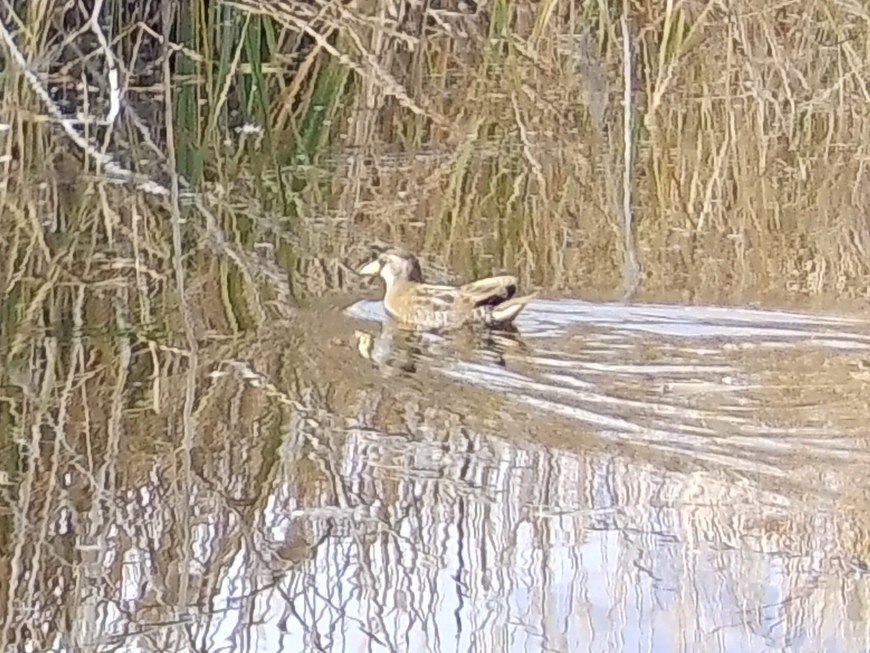 Sora (Porzana carolina), photo 7