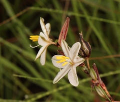 Chlorophytum cooperi