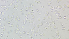 Saccharomycetes