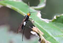 Callibracon capitator