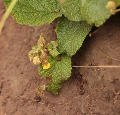 Hermannia transvaalensis