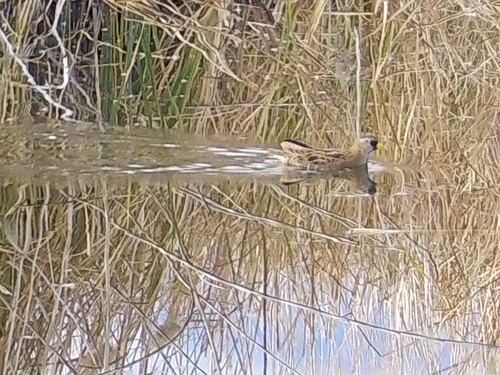 Sora (Porzana carolina), photo 8