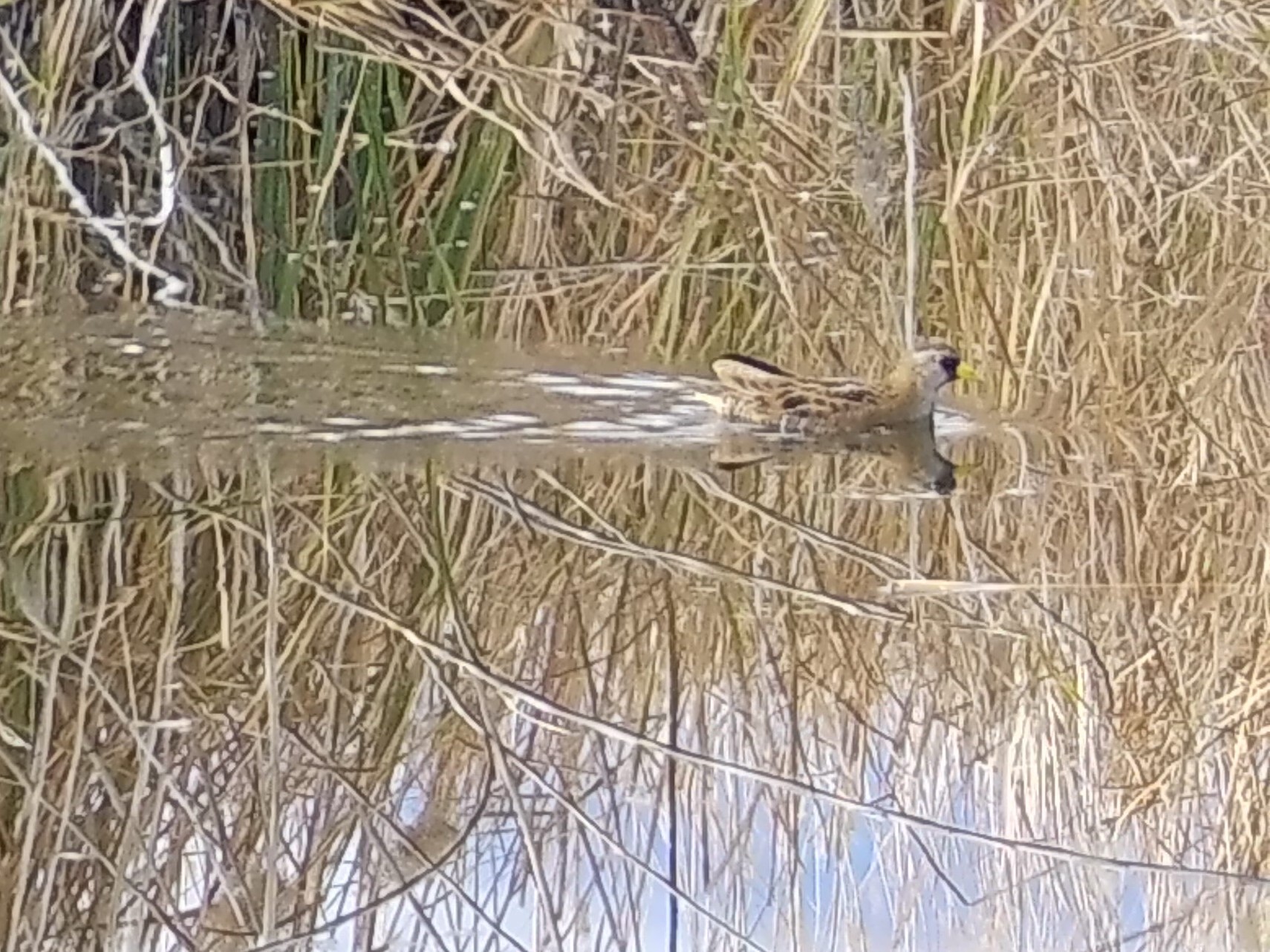 Sora (Porzana carolina), photo 8