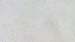 Saccharomycetes