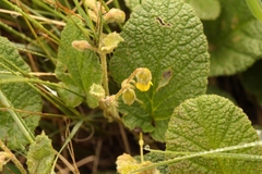 Hermannia transvaalensis