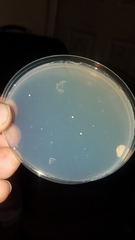Saccharomycetes