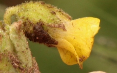 Hermannia transvaalensis