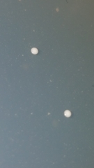 Saccharomycetes