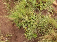 Hermannia transvaalensis