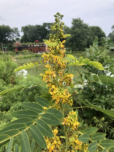 American senna (Senna hebecarpa)