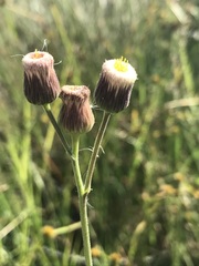 Erigeron primulifolius