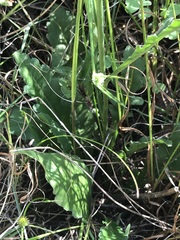 Erigeron primulifolius