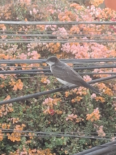 Benteveo blanco y negro observed by javiera102