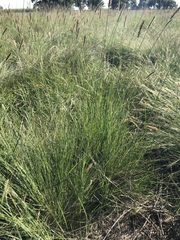 Setaria sphacelata torta