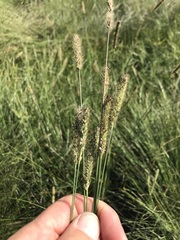 Setaria sphacelata torta