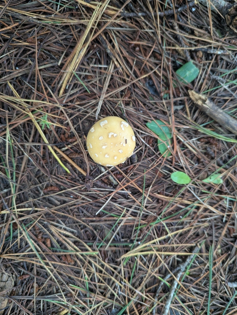 Amanita junquillea · January 2026 · photo: © kohatuer (iNaturalist, cc-by-nc)