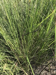 Setaria sphacelata torta