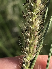 Setaria sphacelata torta