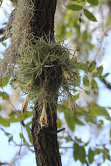 Tillandsia arroyoensis