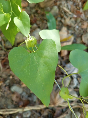 Aristolochia anguicida, 2026-01-25