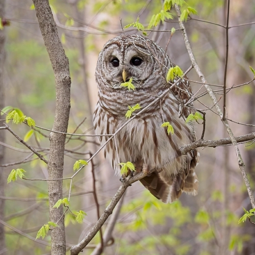 Barred Owl photographed in Ohio