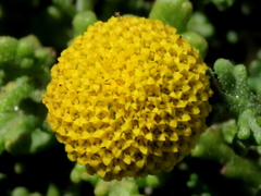 Oncosiphon sabulosus