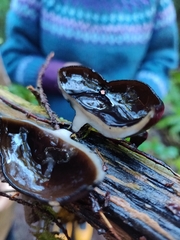 Pseudoplectania melaena