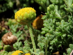 Oncosiphon sabulosus