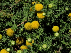 Oncosiphon sabulosus