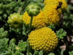 Oncosiphon sabulosus