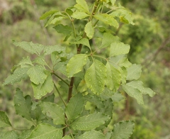 Heteromorpha arborescens abyssinica