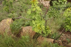 Heteromorpha arborescens abyssinica