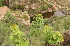 Heteromorpha arborescens abyssinica