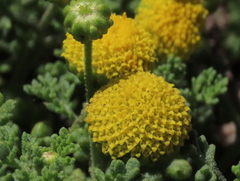 Oncosiphon sabulosus